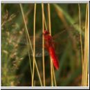 Crocothemis erythraea - Feuerlibelle 01.jpg